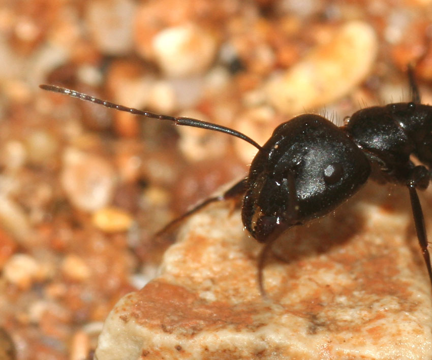 Camponotus aethiops